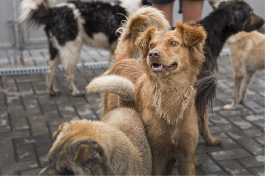 Памятка по предупреждению бешенства среди животных
